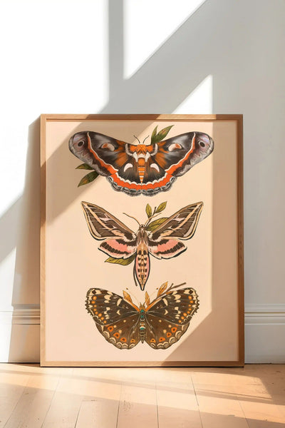 BRUSH & BIRD Affiche Papillon de Nuit d'Amérique du Nord